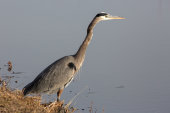 Great blue heron