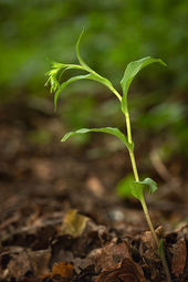 Green-flowered helleborine