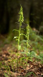 Green-flowered helleborine