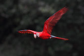 Red-and-green macaw