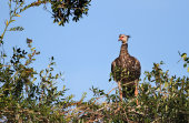 Southern screamer
