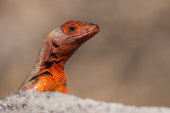 Espanola lava lizard