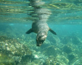 Galapagos sea lion