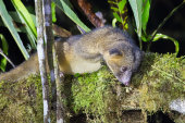 Olinguito
