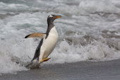 Gentoo penguin