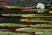 Giant water lily