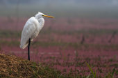 Great egret