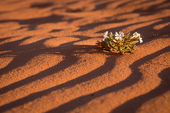 Desert Campion at sunset, Wadi Rum