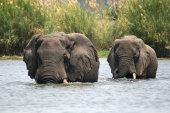 African elephants
