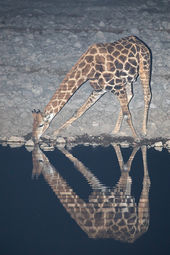 Southern Giraffe at Night
