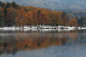 Beeches