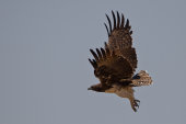 Martial eagle