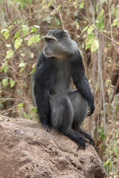 Blue monkey