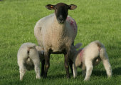 Lambs suckling
