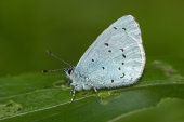 Holly blue
