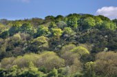 Dean HIll