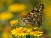 Painted lady