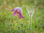 Pasqueflower