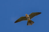 Hobby