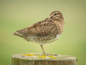 Snipe