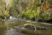 Fairy Glen