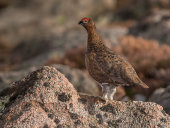 Red grouse