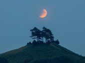 Lunar eclipse and tree clump