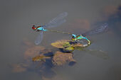 Small red-eyed damselfly ovipositing