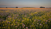Phacelia and mustard, Beckhampton