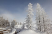 Hoar frosted trees