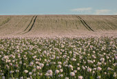 Opium Poppies