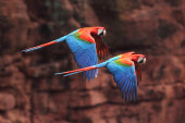 Red-and-green macaws