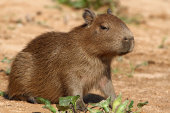 Capybara