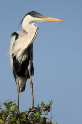 Cocoi heron
