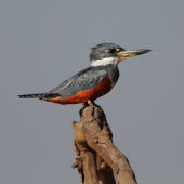 Ringed kingfisher