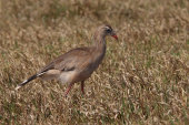 Red-legged seriema