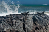 Marine iguanas
