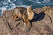 Southern sealion