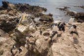 Rockhopper penguins