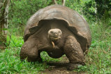 Jaguars and Giant Tortoises