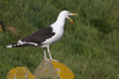 Great black-backed gull