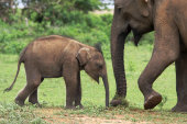 Asian elephant