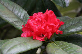 Rhododendron arboreum