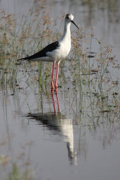 Black-winged stilt