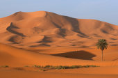 Sahara