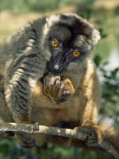 Brown lemur