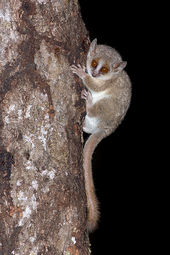 Grey mouse lemur