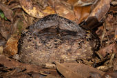 Collared nightjars
