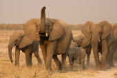 African elephants