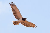 Augur buzzard